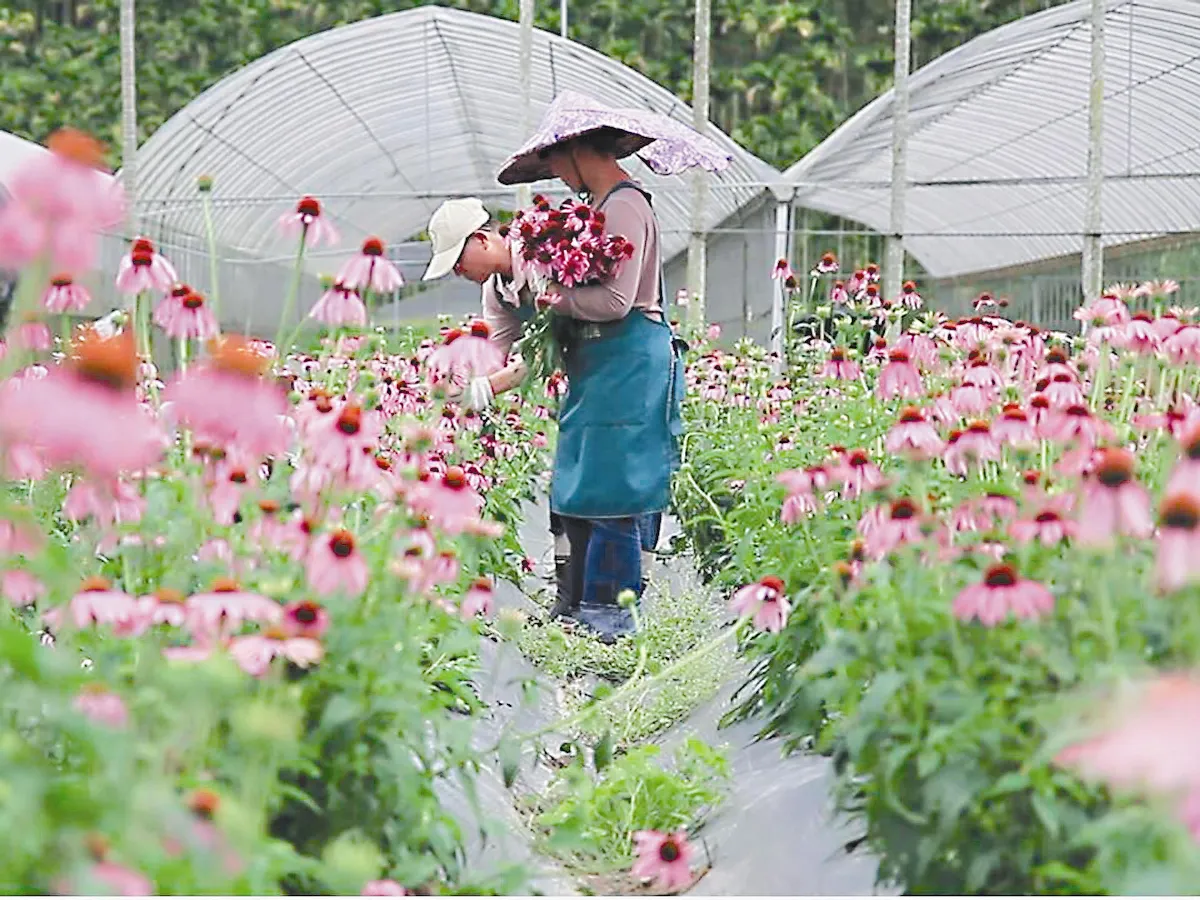 國產紫錐花產品 商機3百億