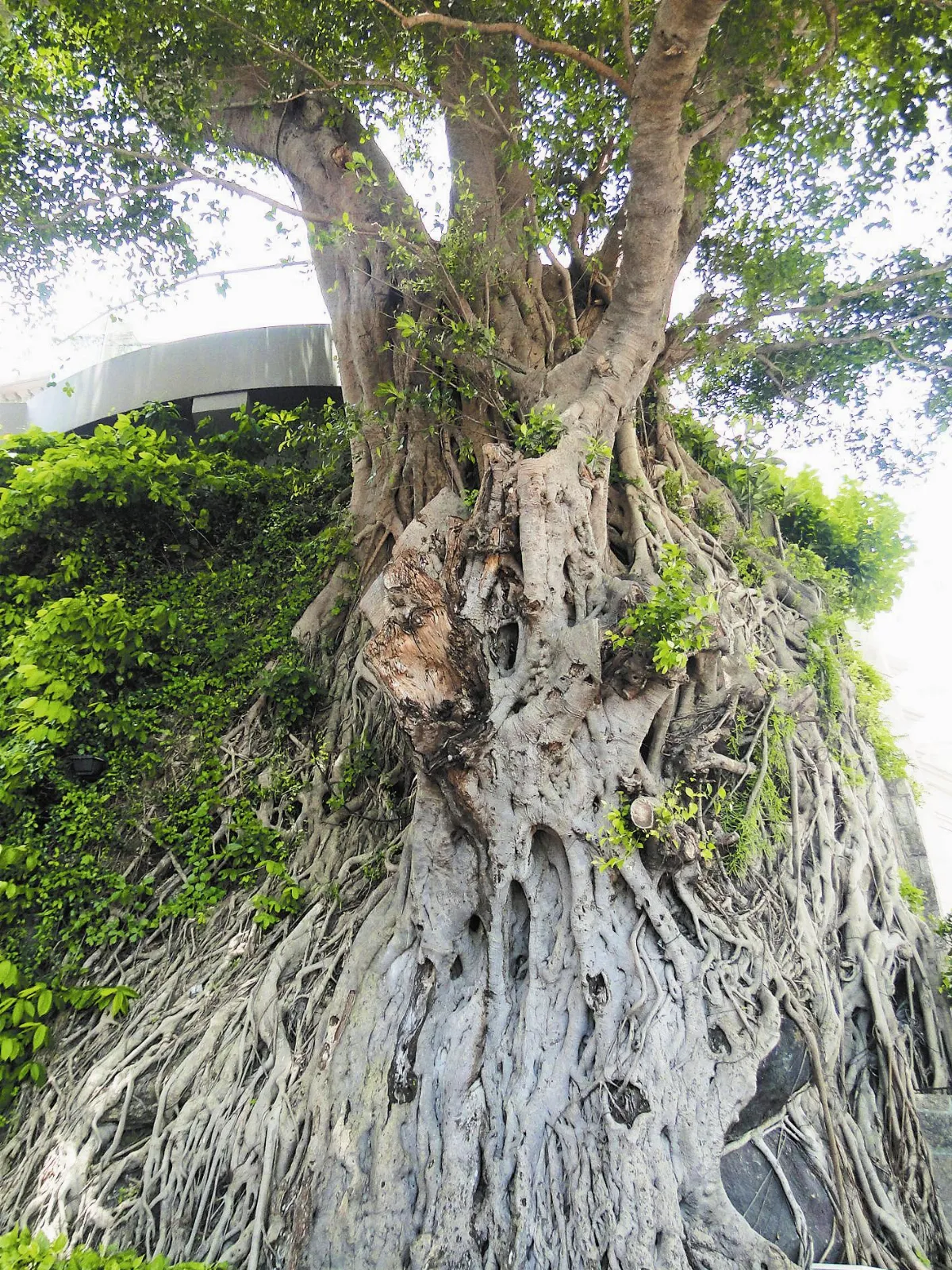 【人間植物禪】    誰是統治者