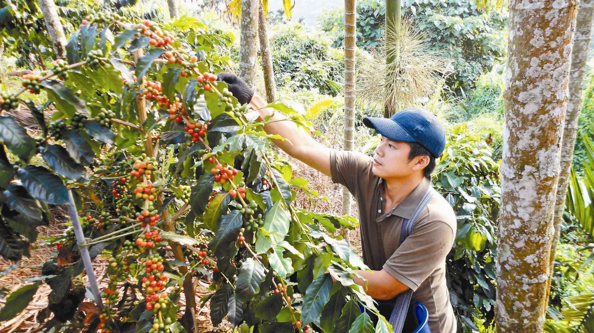 品咖啡 咖啡的烘焙