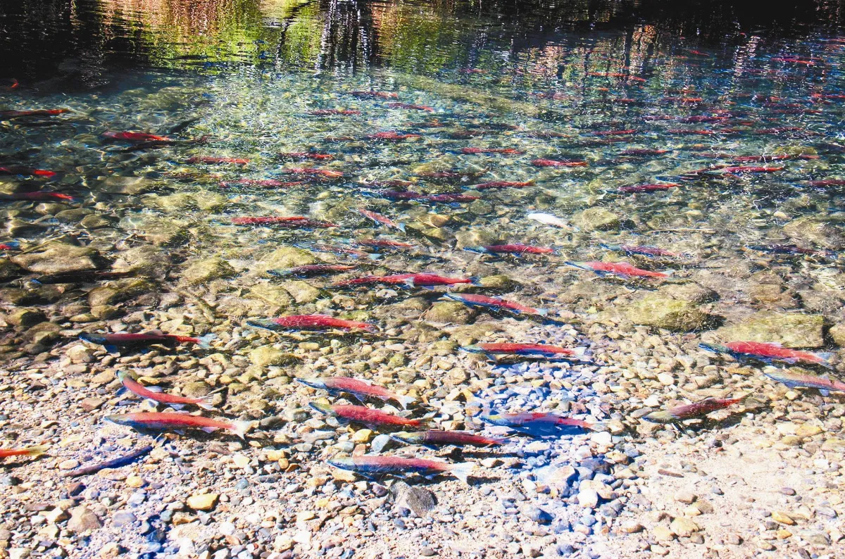 太浩湖的小紅鮭