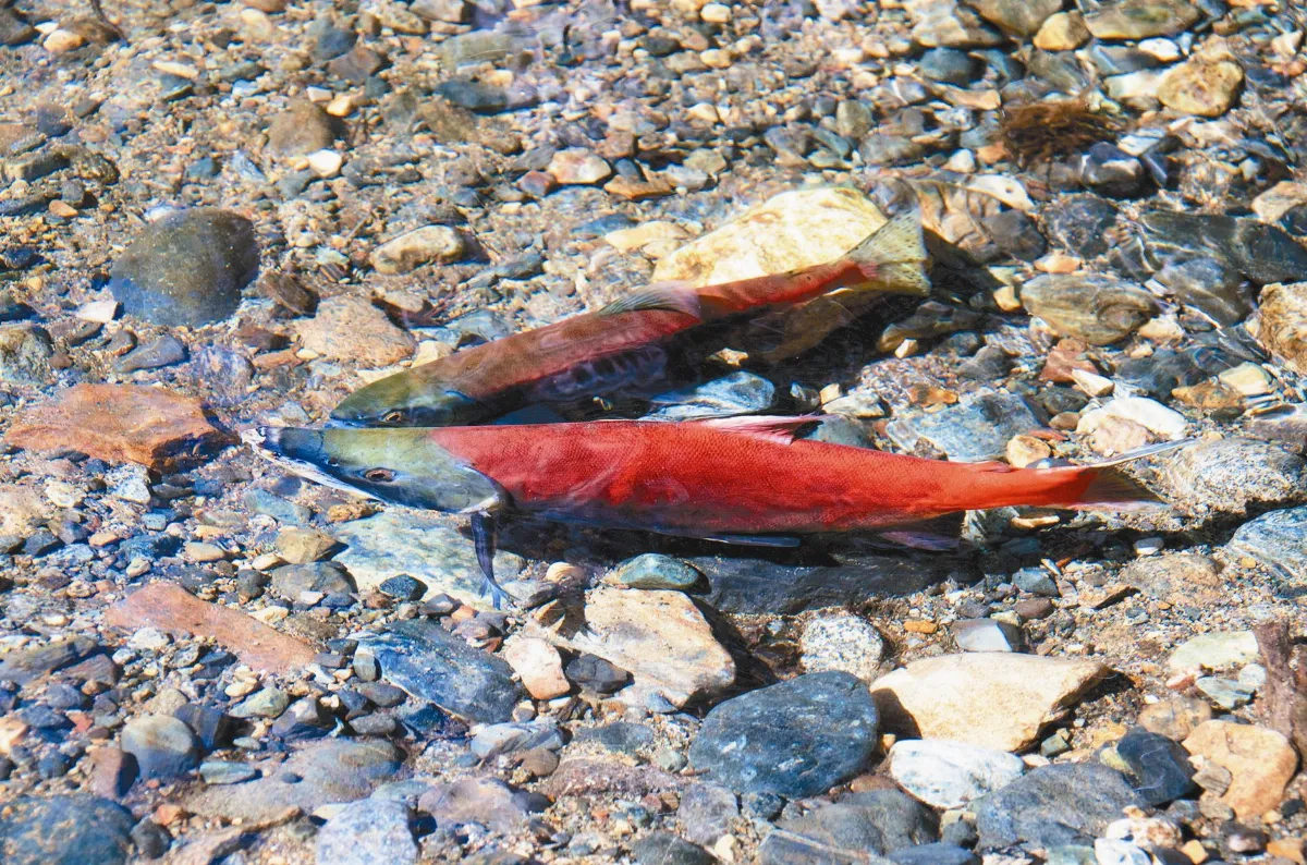 太浩湖的小紅鮭
