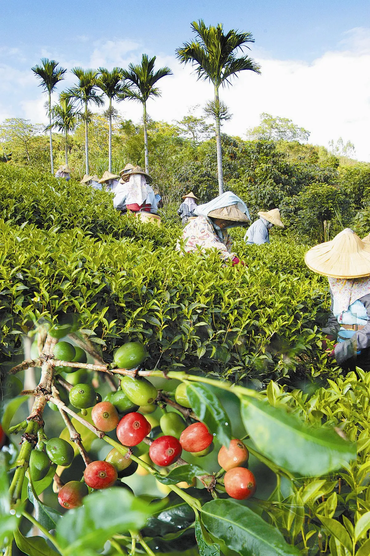 茶來茶去 咖啡與茶的美麗邂逅