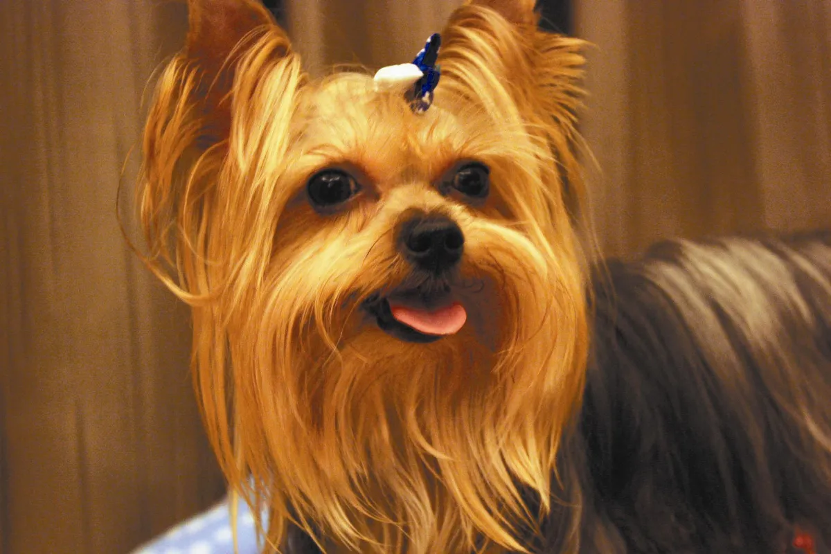 寵物一家親 滿泥的眼珠