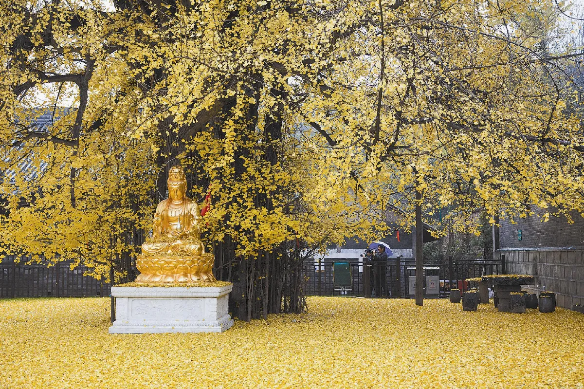 古觀音禪寺 千年銀杏黃金毯