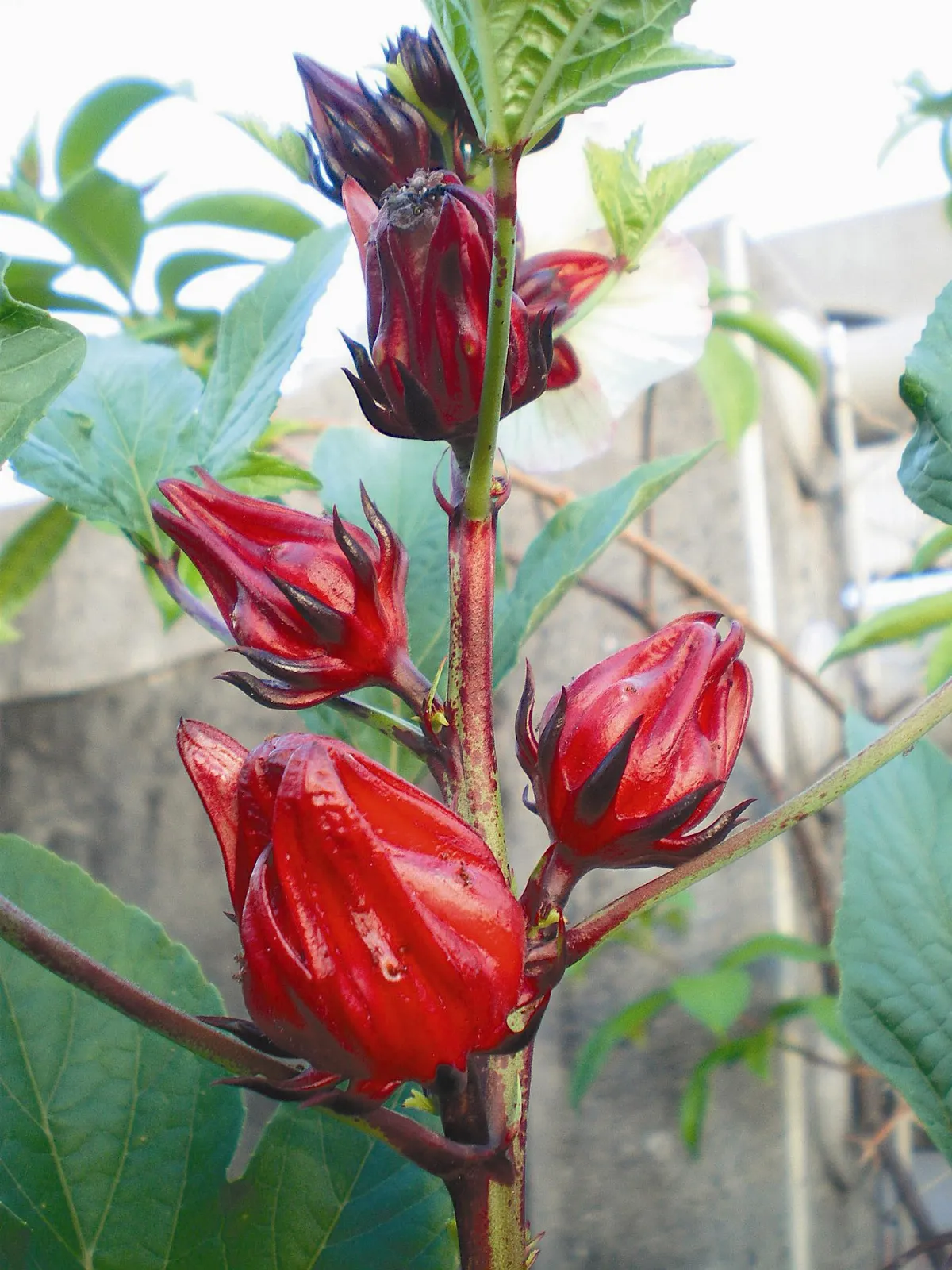 天然的紅寶石洛神花