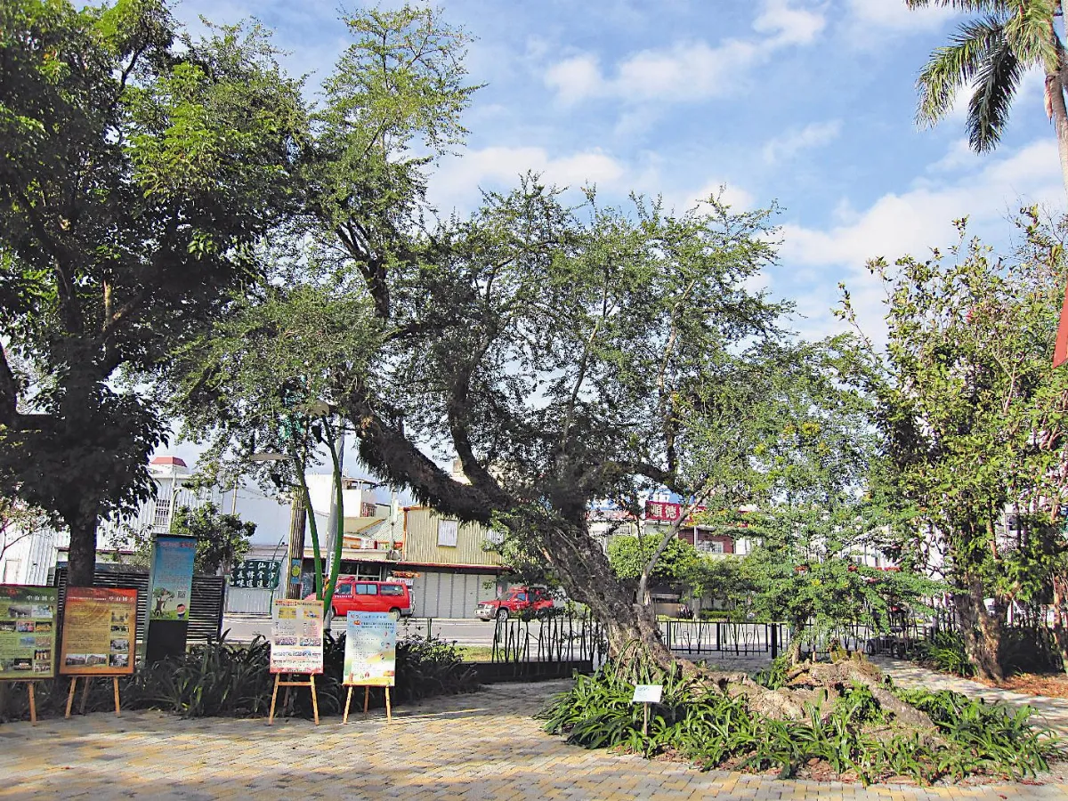 跨越3世紀  最美校樹屹立不搖