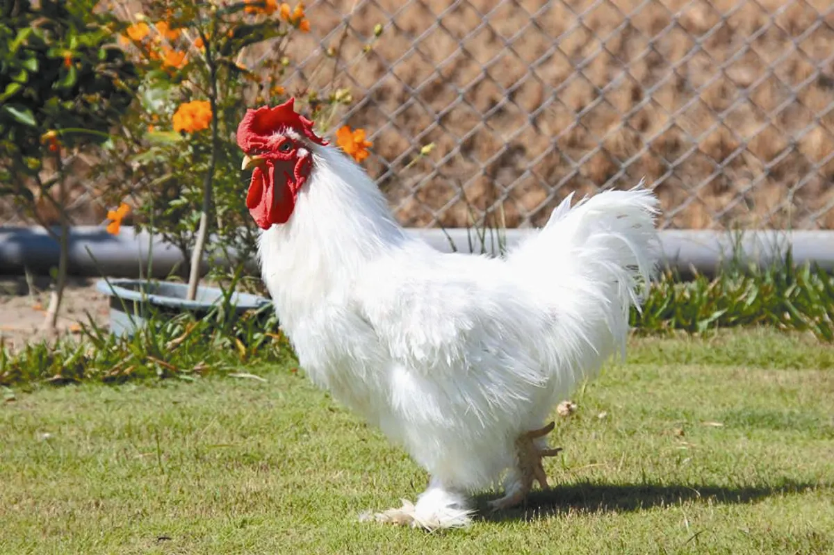 植物保種跨足動物保種 大陸宮廷雞 在台延續血脈
