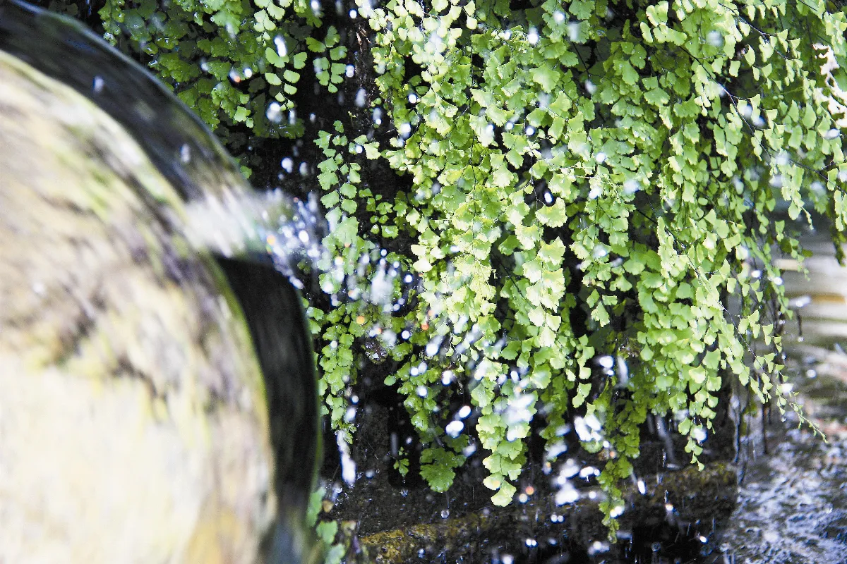 好緣好人情青蛙阿婆