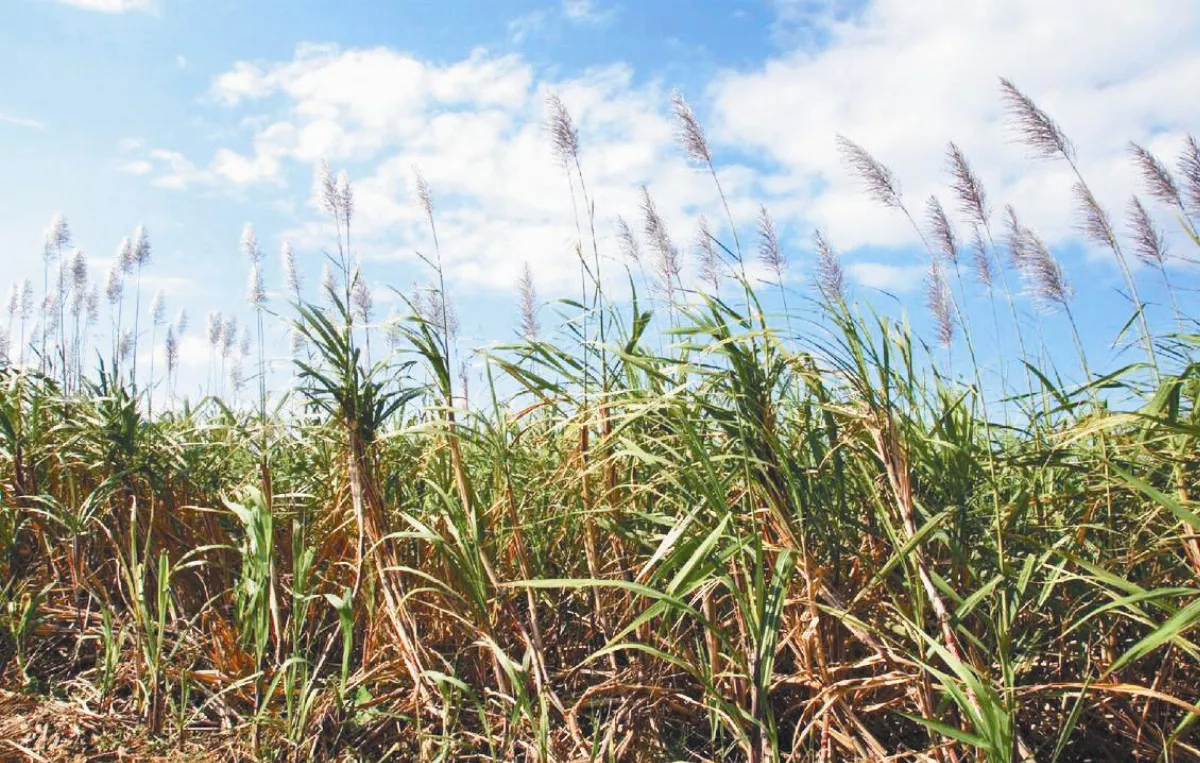 【楚辭植物圖鑑】 柘（今名：甘蔗）