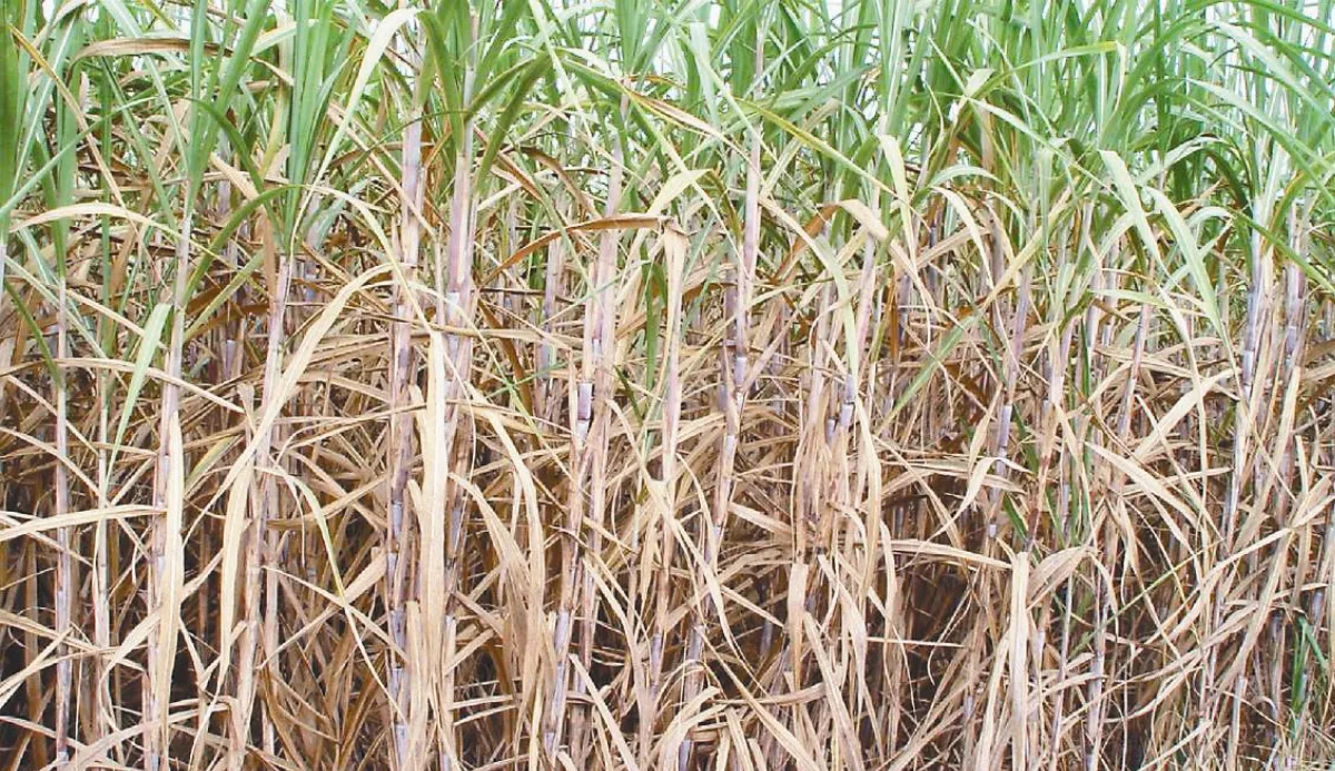 【楚辭植物圖鑑】 柘（今名：甘蔗）