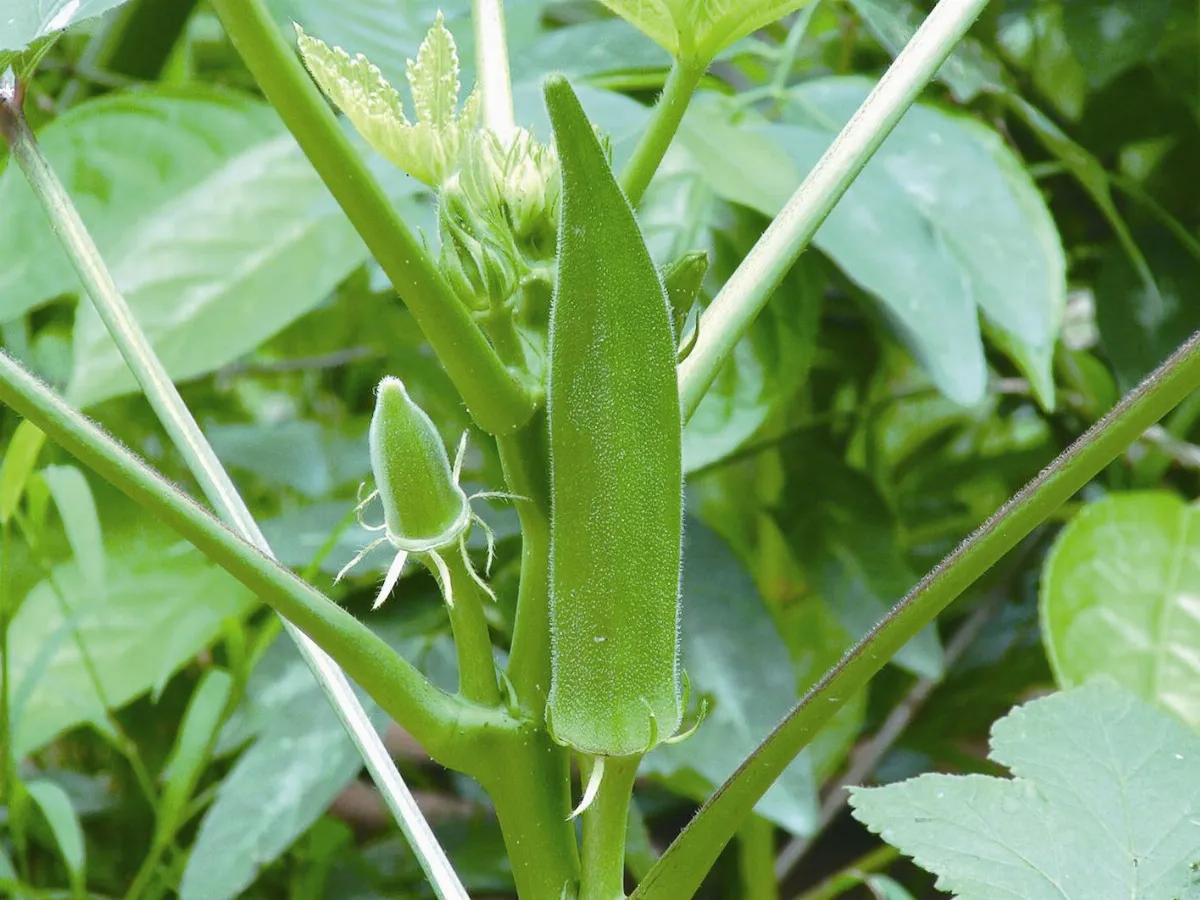 這秋葵為什麼黃了