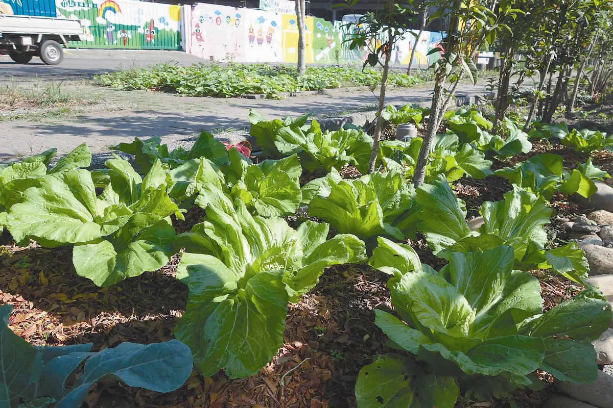 我家的蔬食園地