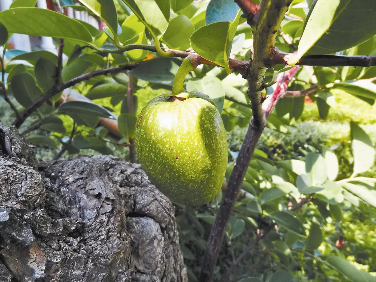 植物教室 可當砧木用的圓滑番荔枝