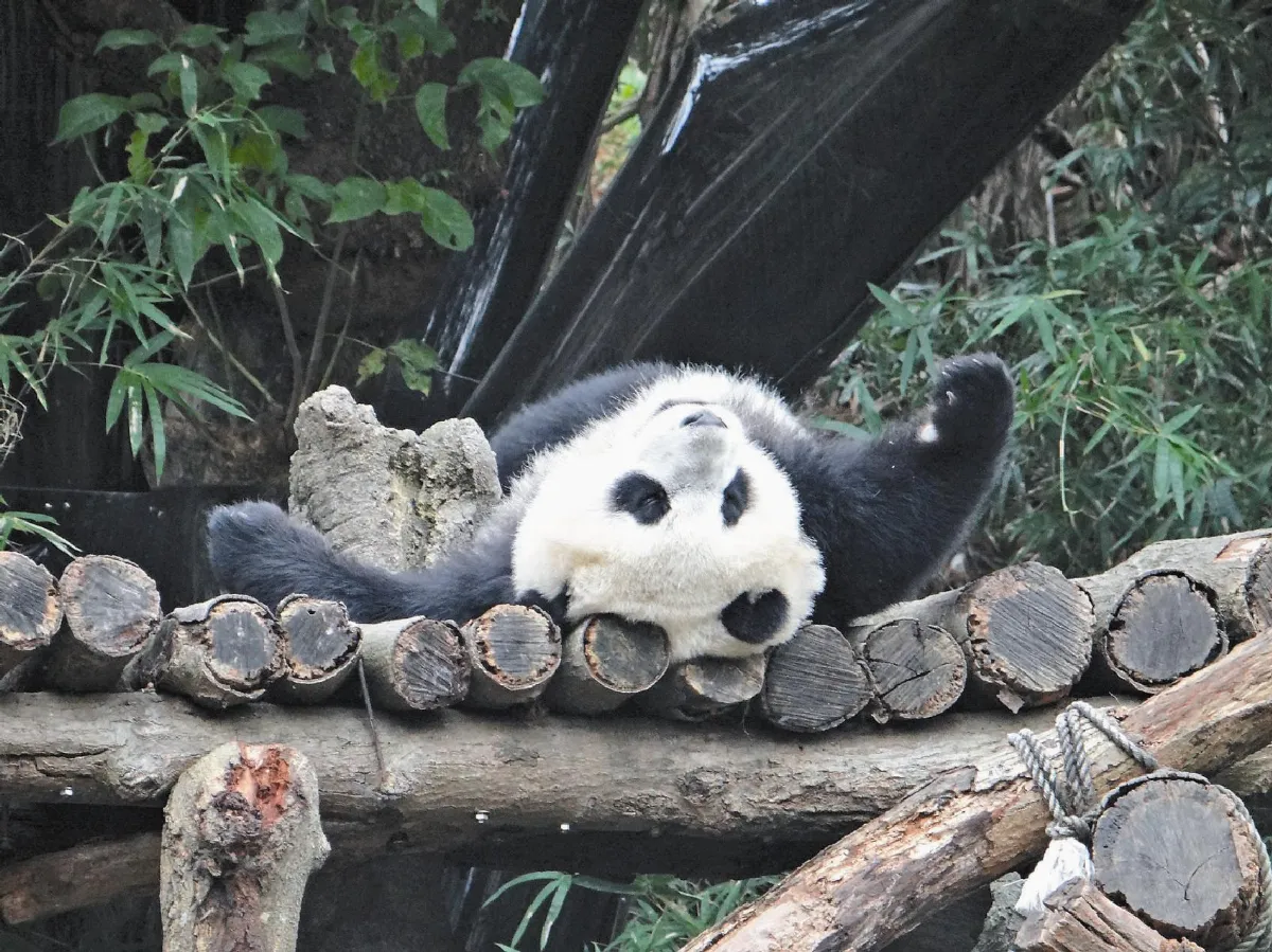 動物園防寒 圓仔涼快睡翻天