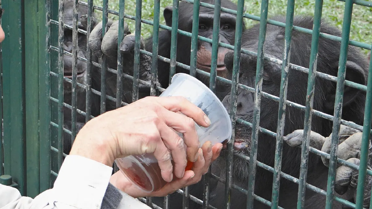 動物園防寒 圓仔涼快睡翻天