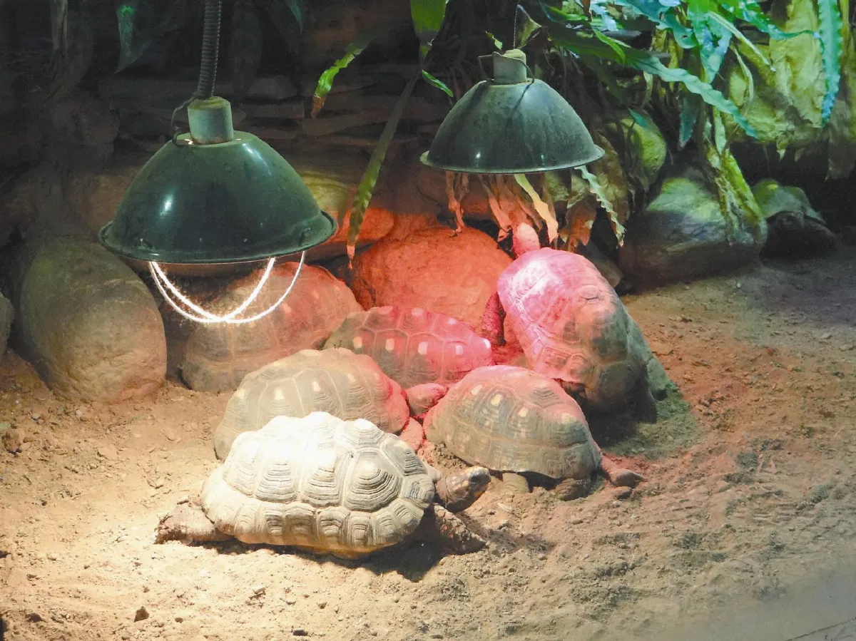 動物園防寒 圓仔涼快睡翻天