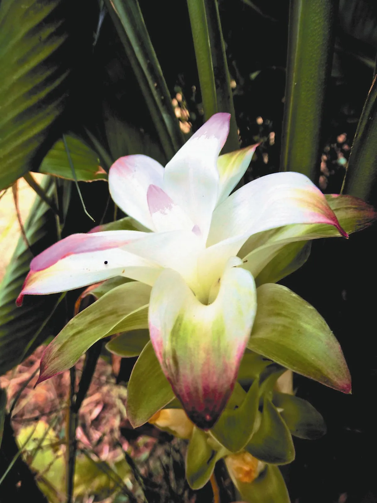 【人間植物禪】  薑黃開花了