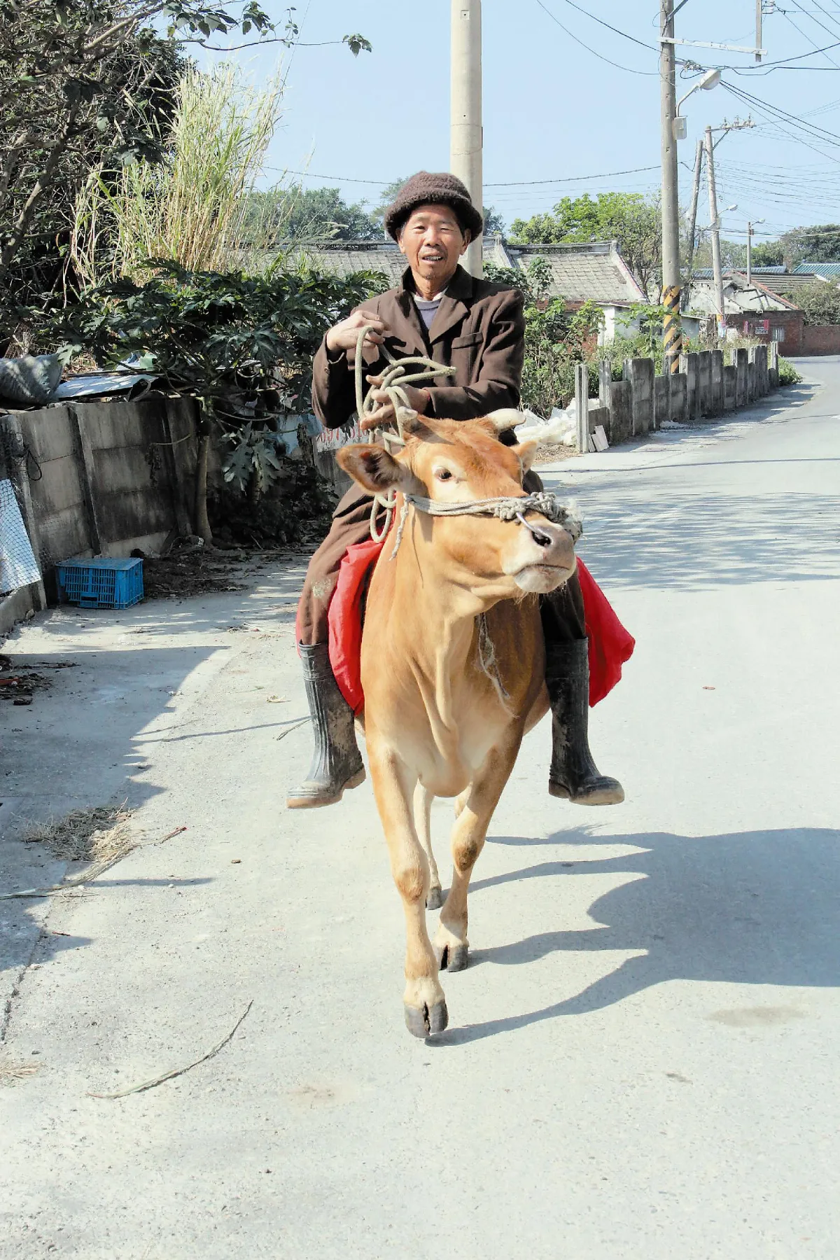 72歲農民 騎牛趴趴走