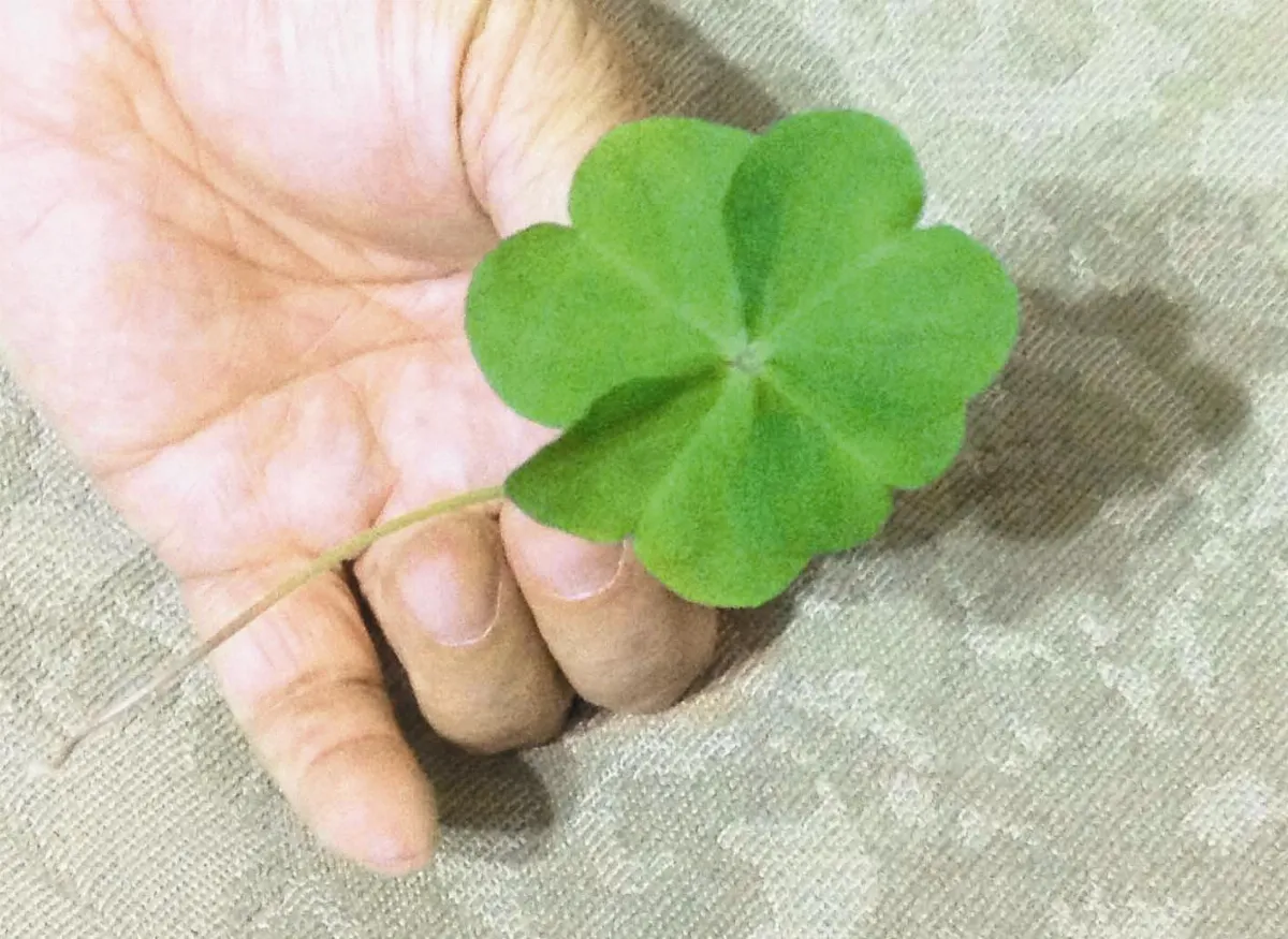 【人間植物禪】幸運的鑰匙