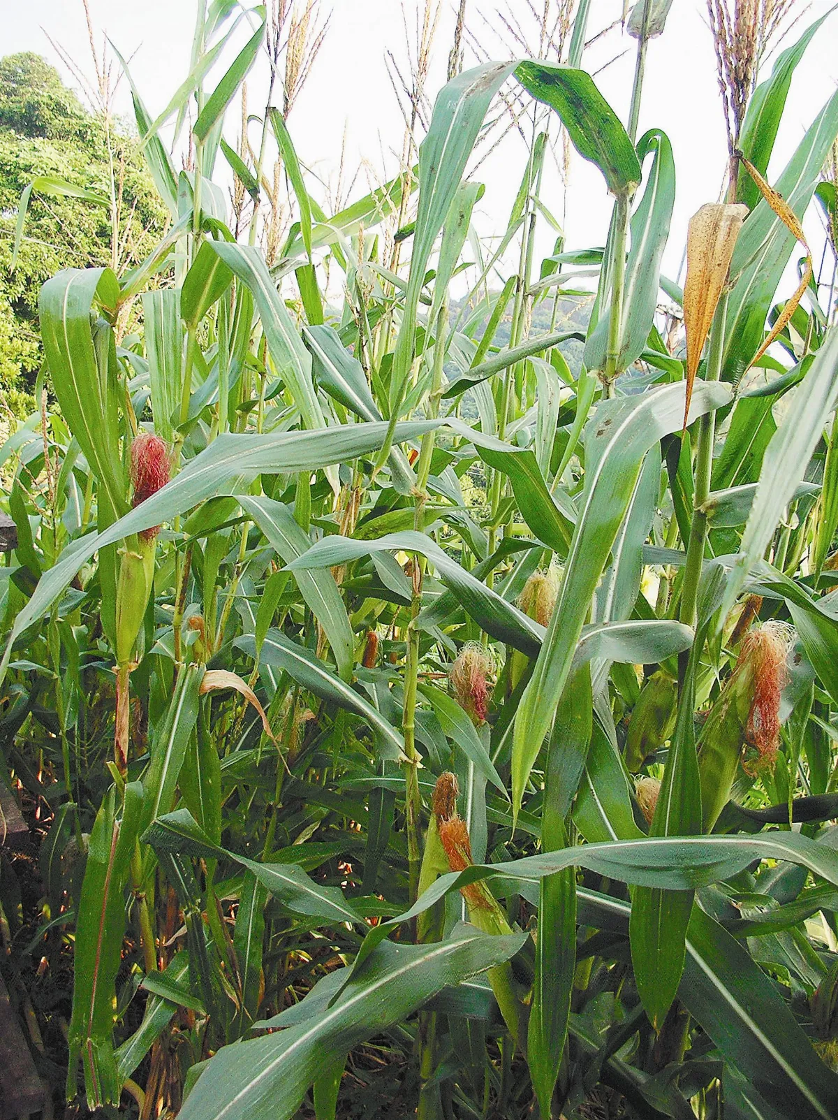 天然蔬食味 玉米熟了