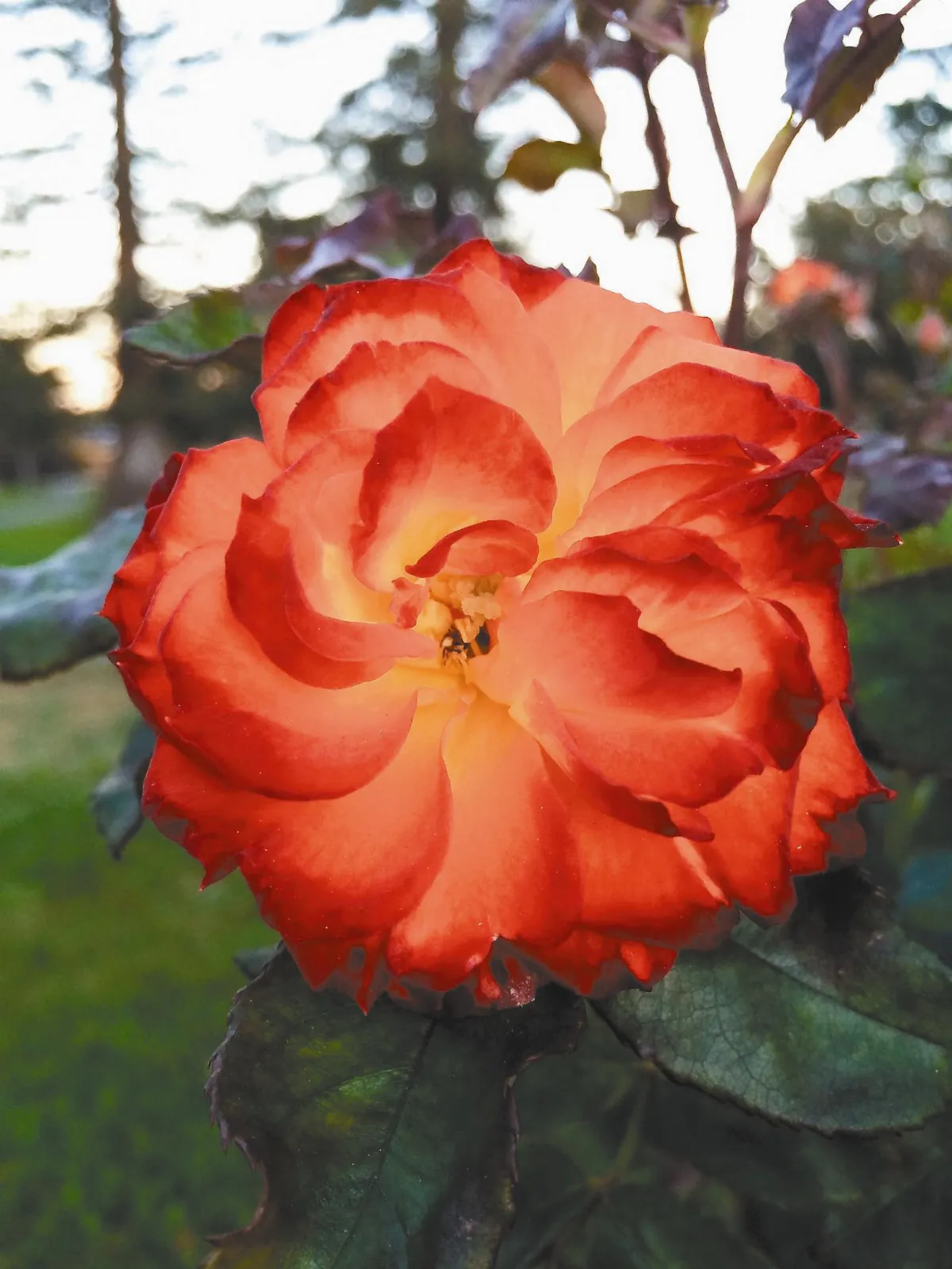 橘紅的路上（上）