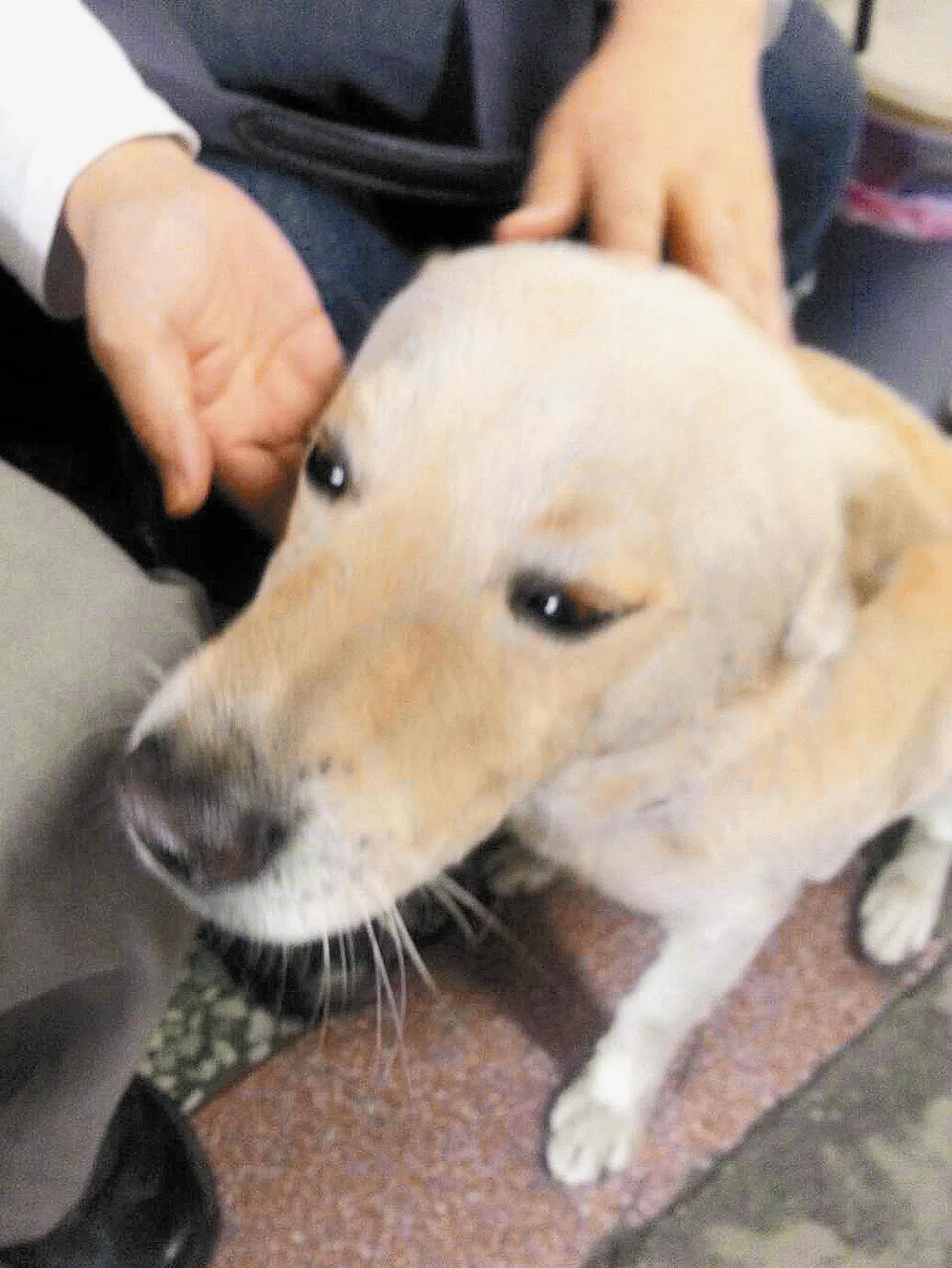 忠犬小黃 救主 2 次