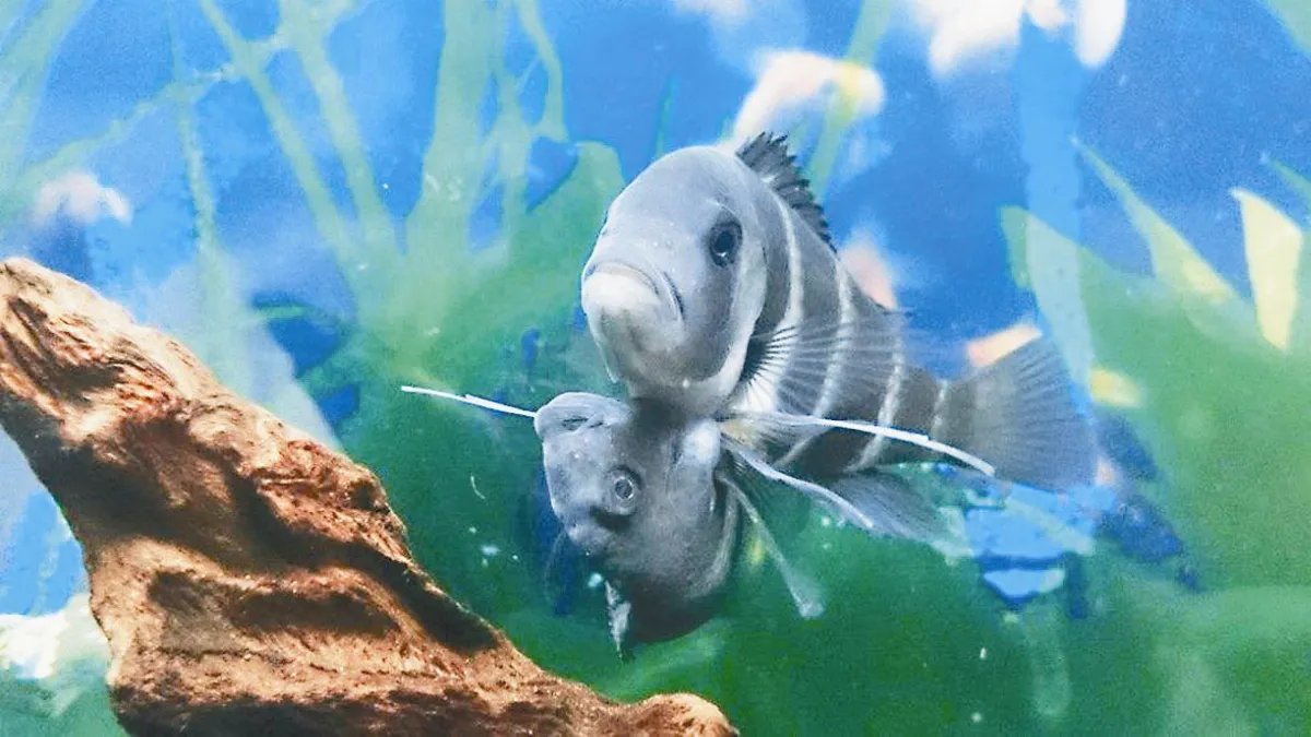 連體魚兄弟 罕見長壽