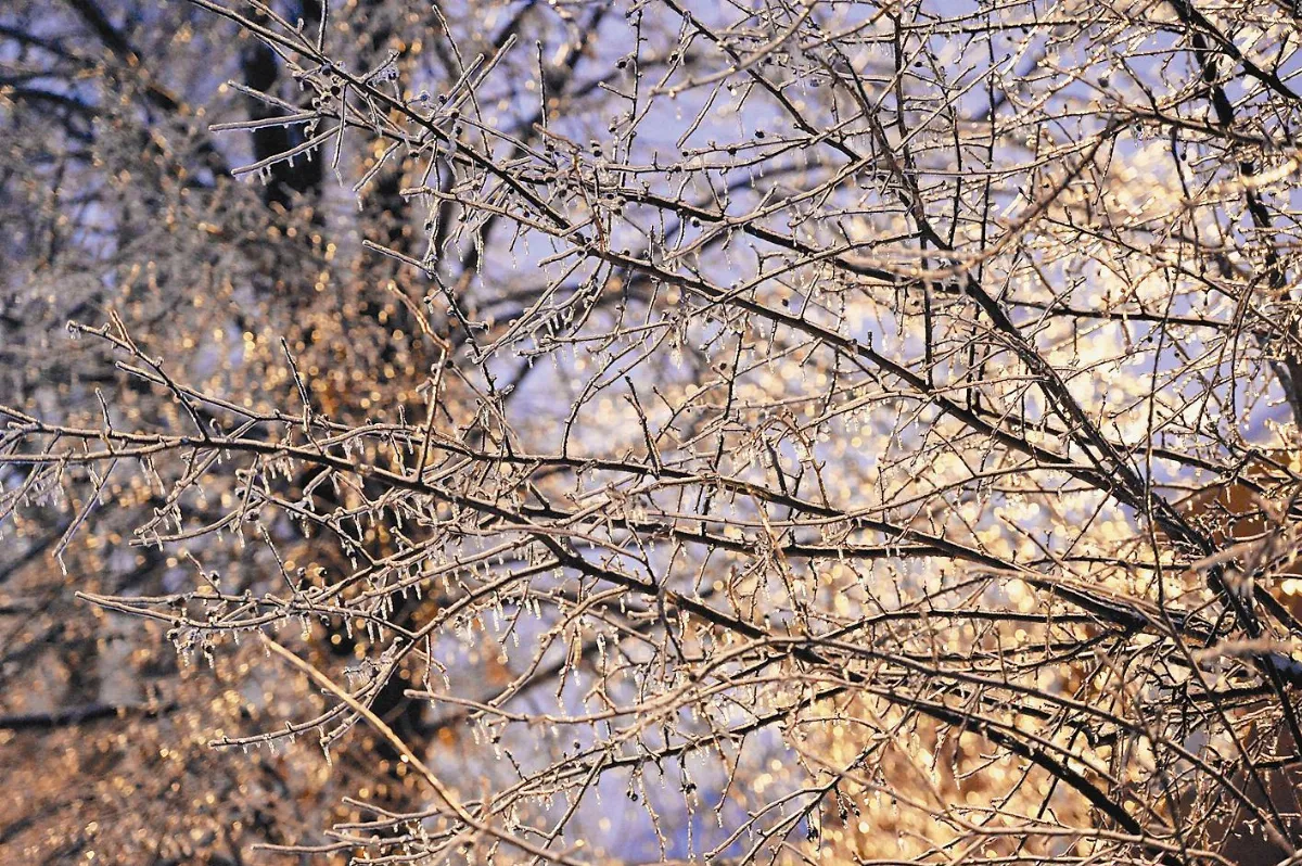 【人間植物禪】冰雪天的植物朋友