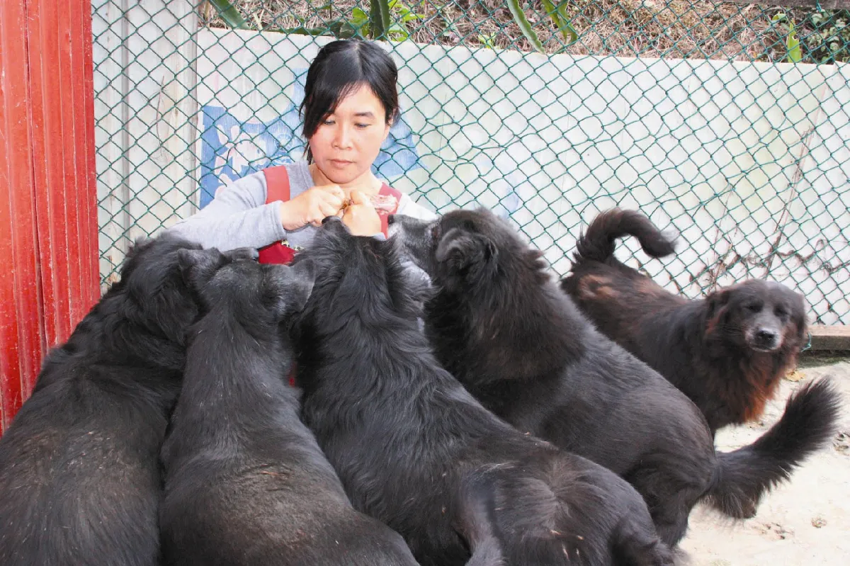 善心女 養142隻狗兒