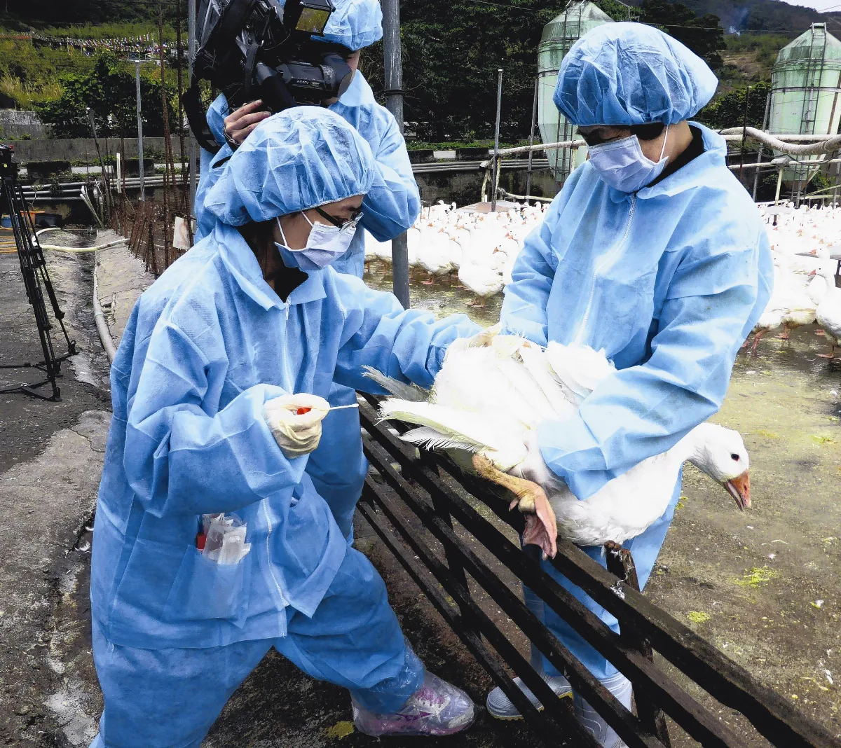 禽流感一路北上 彰化也淪陷