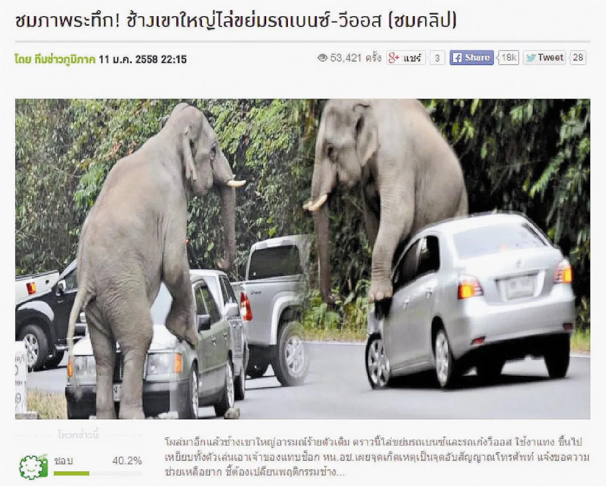 泰國野象 暴走踹車