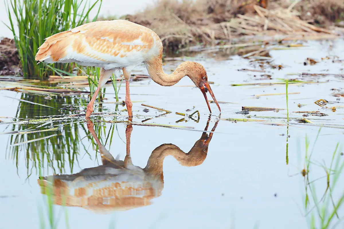 奇妙生物    遠方來的稀客白鶴