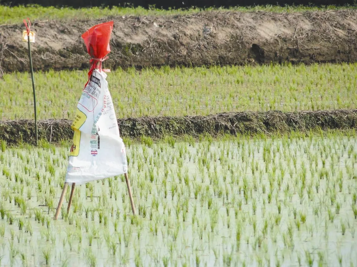 【人間植物禪】     稻草人的心