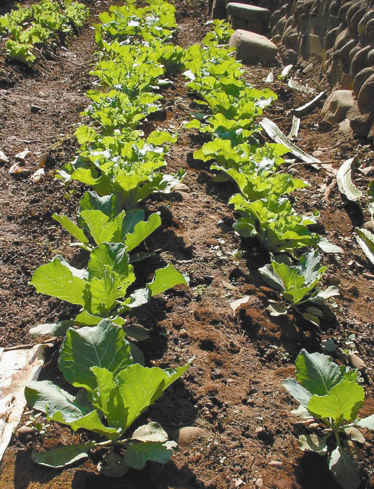 天然蔬食味 幸福火鍋