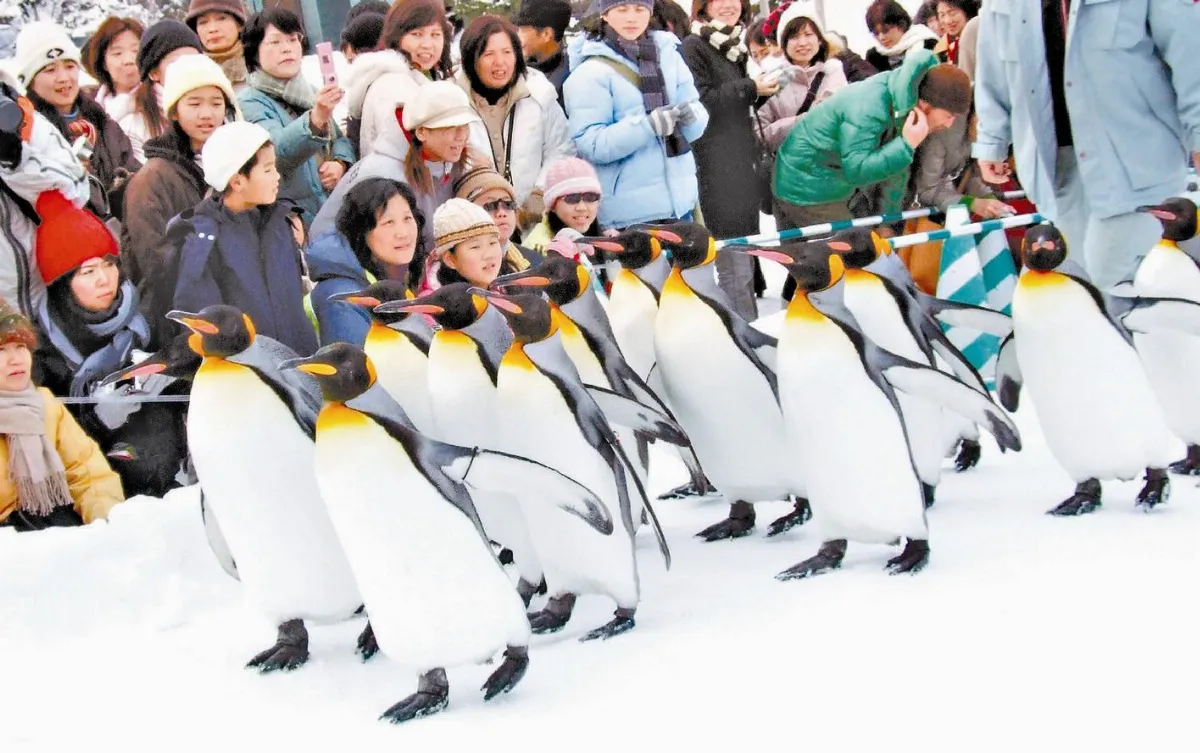 抵禦冷冽寒冬 動物施展保暖之道