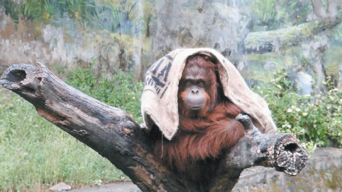 抵禦冷冽寒冬 動物施展保暖之道