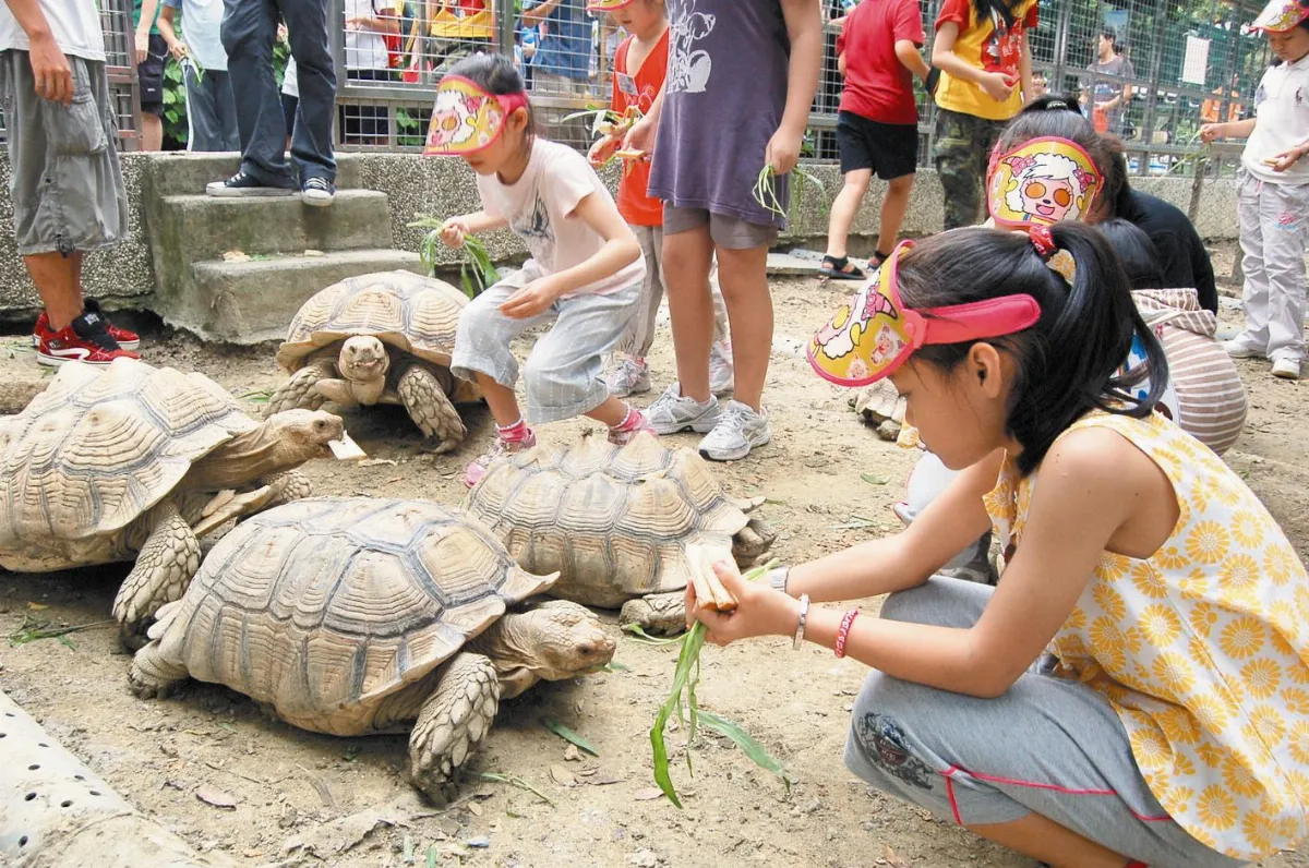 海洋汙染與人為走私   烏龜來不及長大