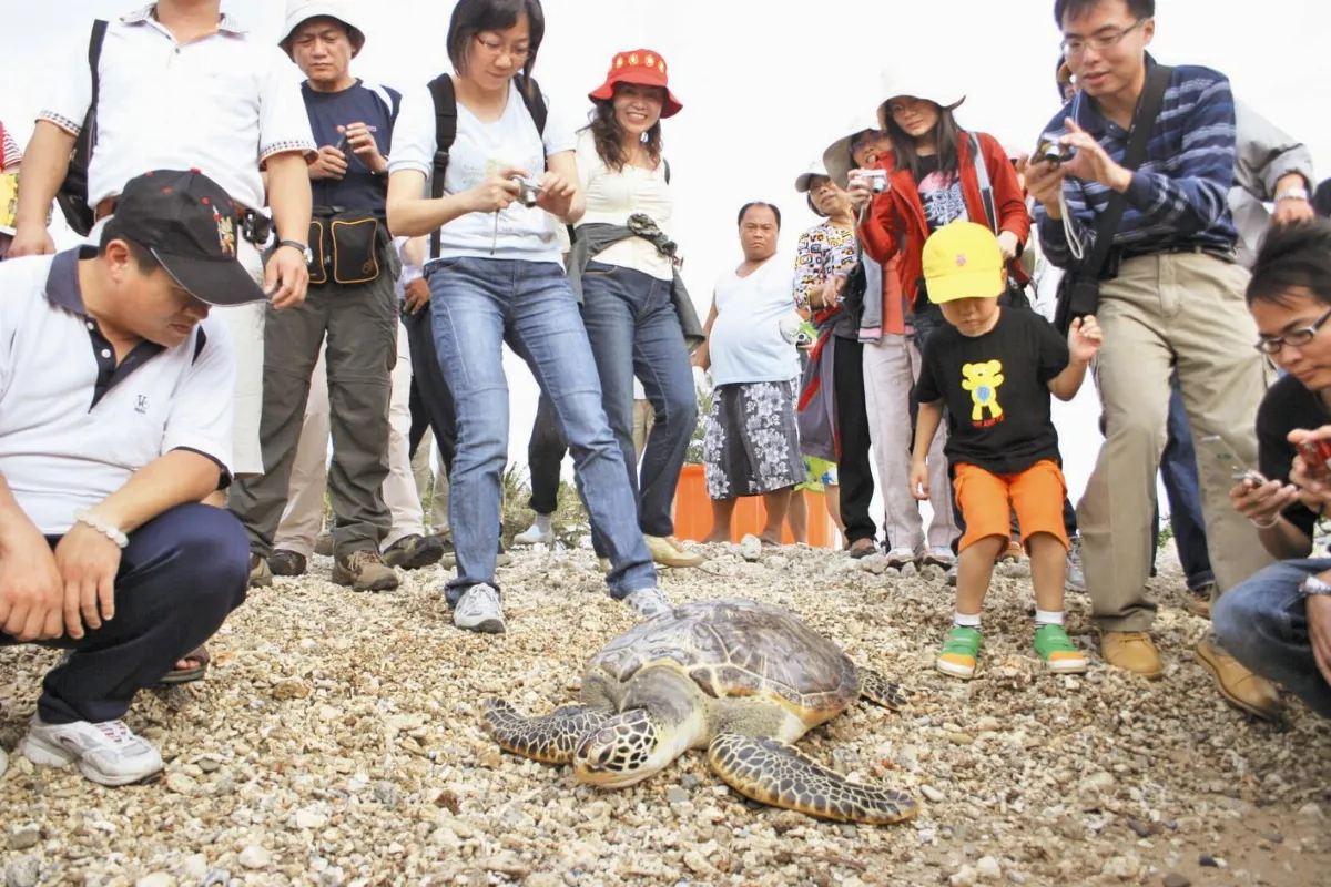 海洋汙染與人為走私   烏龜來不及長大