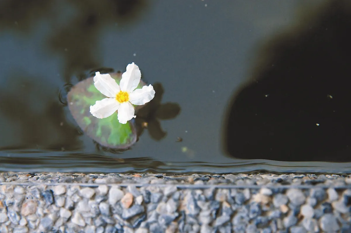 平常心是道
