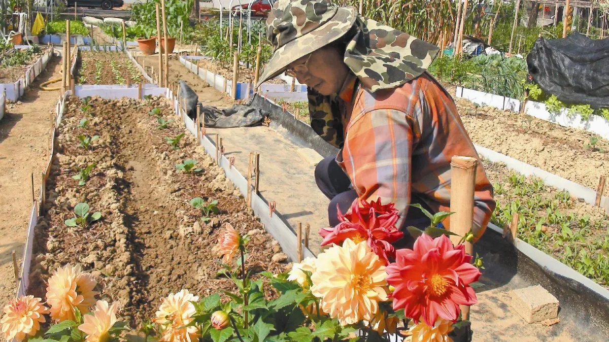 開心農場 蔬果聯合國