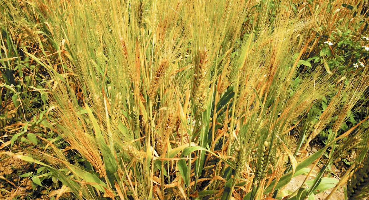 【楚辭植物圖鑑】 穱（今名：大麥）