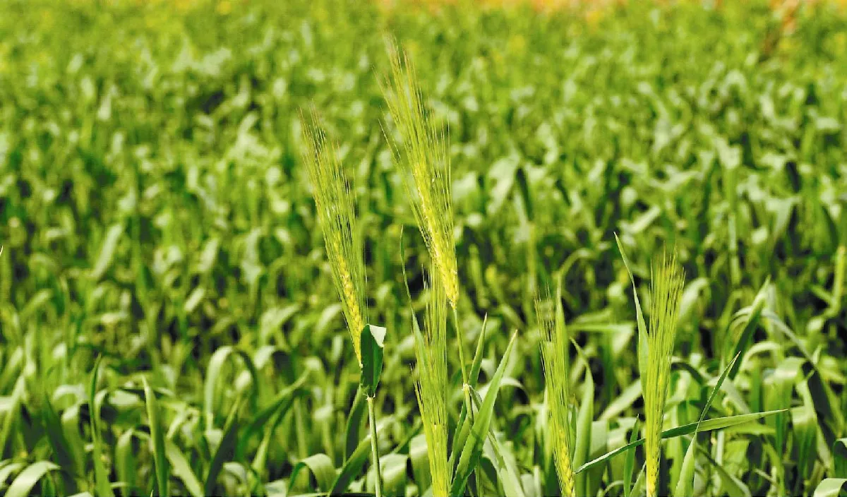 【楚辭植物圖鑑】 穱（今名：大麥）