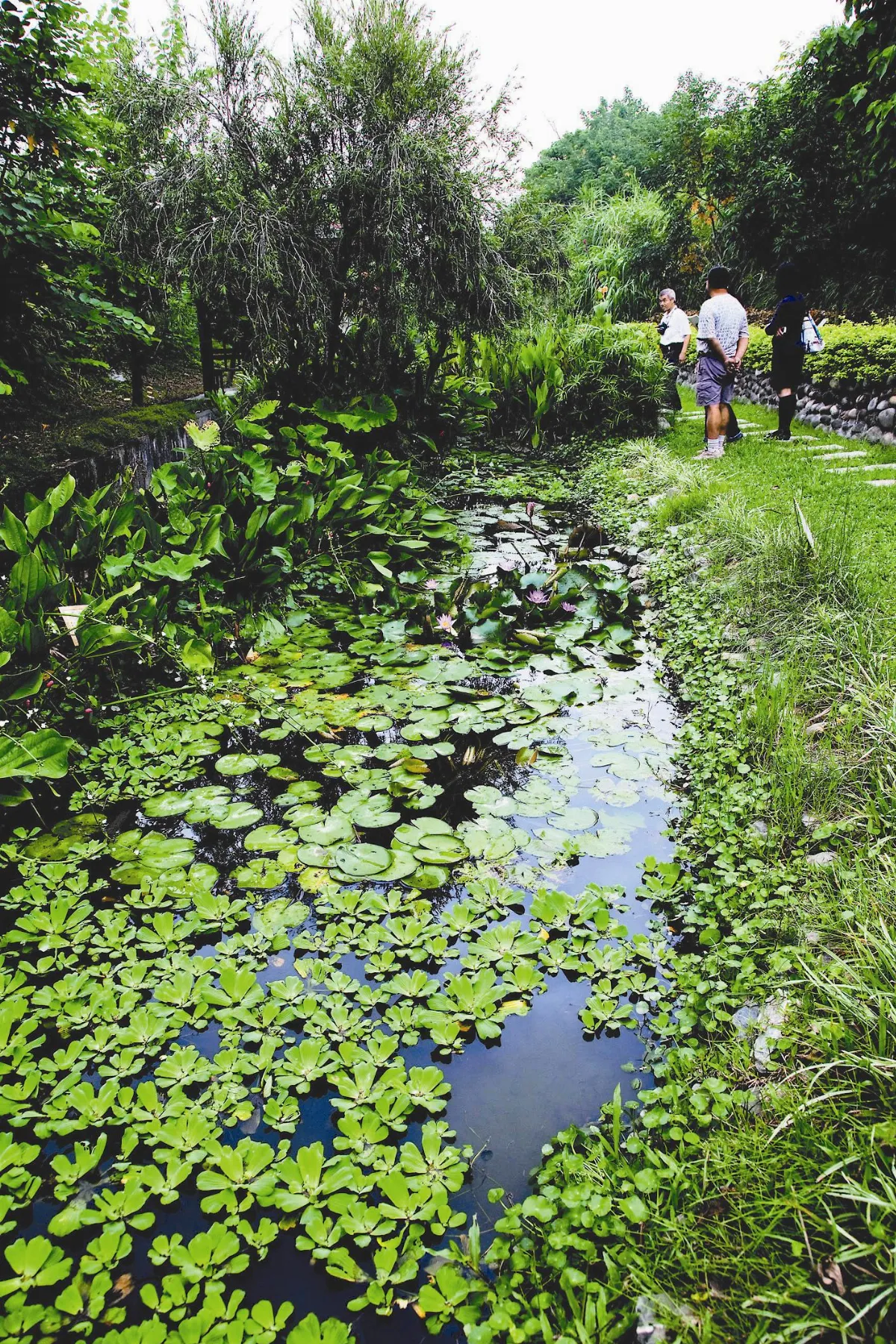 從邊陲孤島到水岸城市 社子島開發當真百日出爐？