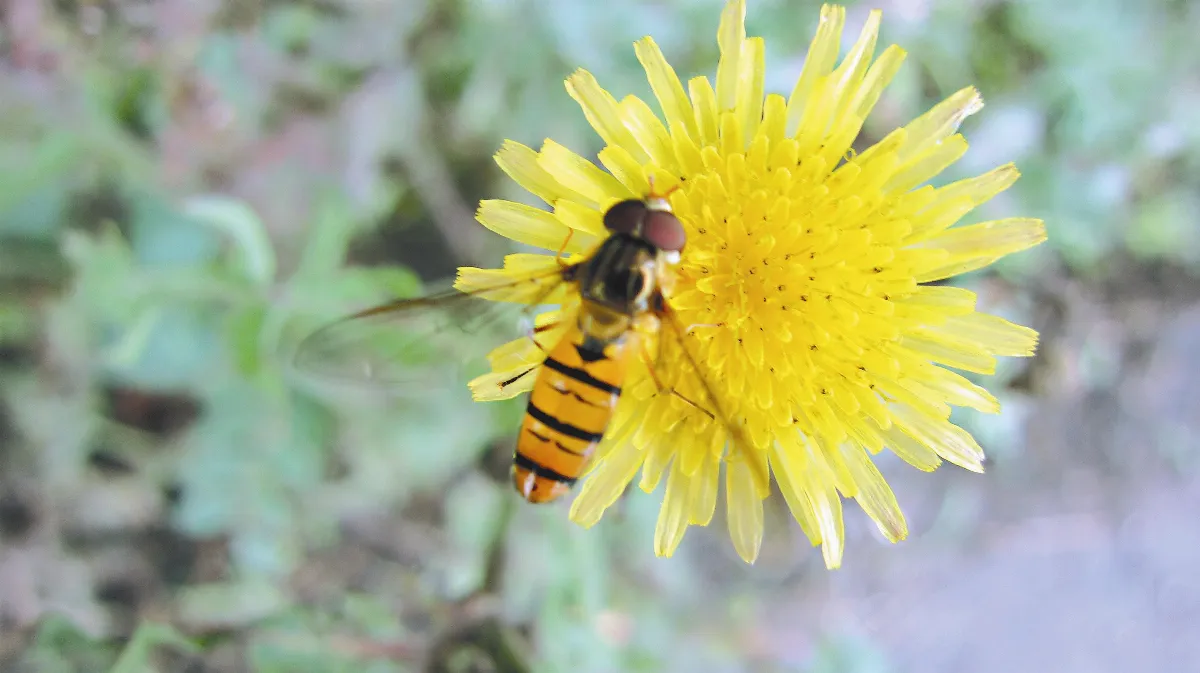 【人間植物禪】第一名