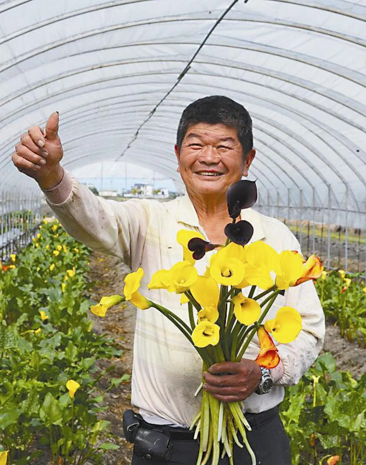 【社區部落格】 五結彩色海芋 紫黑色少見