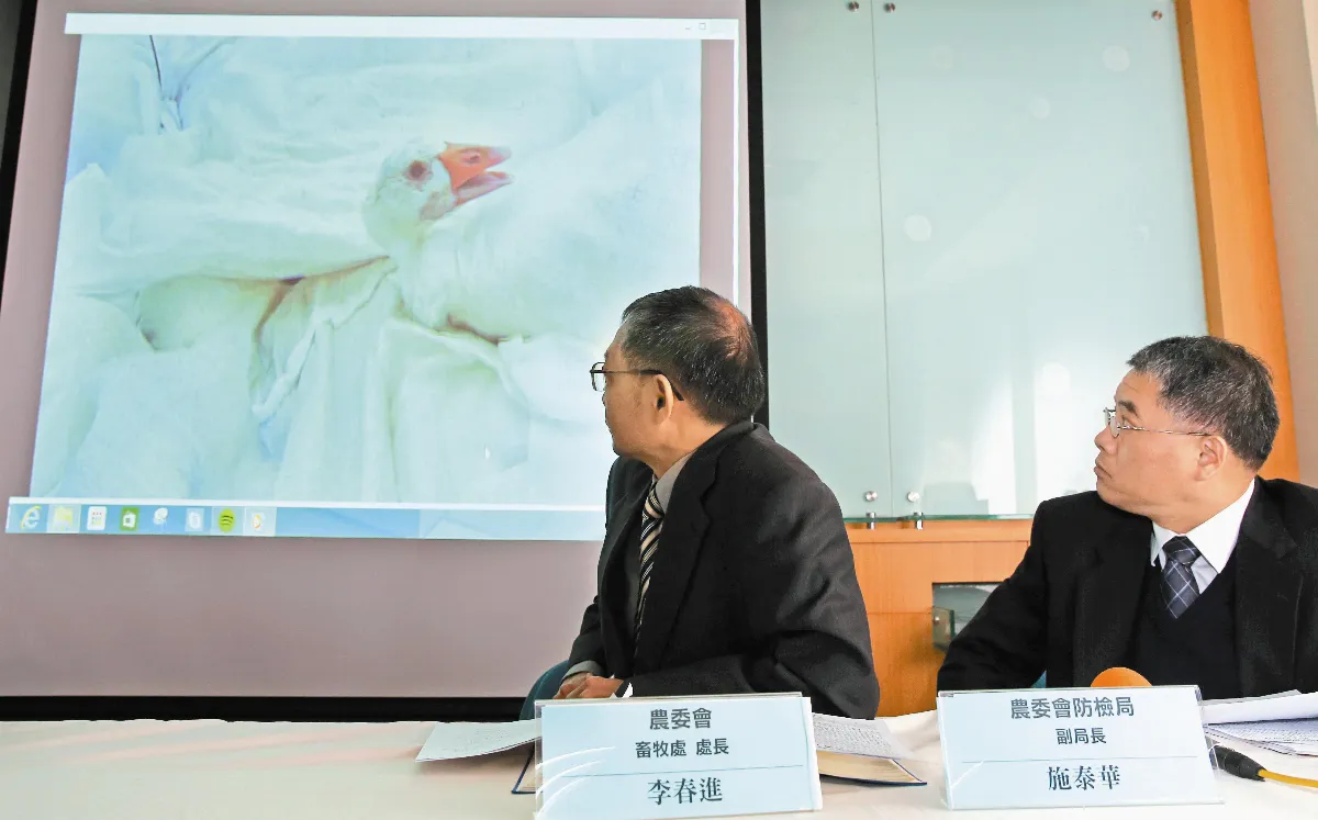 撲殺家禽過程 動保團體控不人道