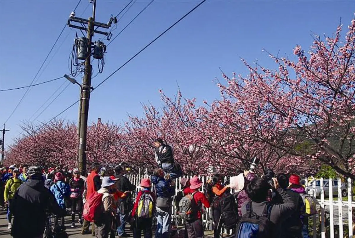 旅遊大小事 全台櫻花 接續競豔