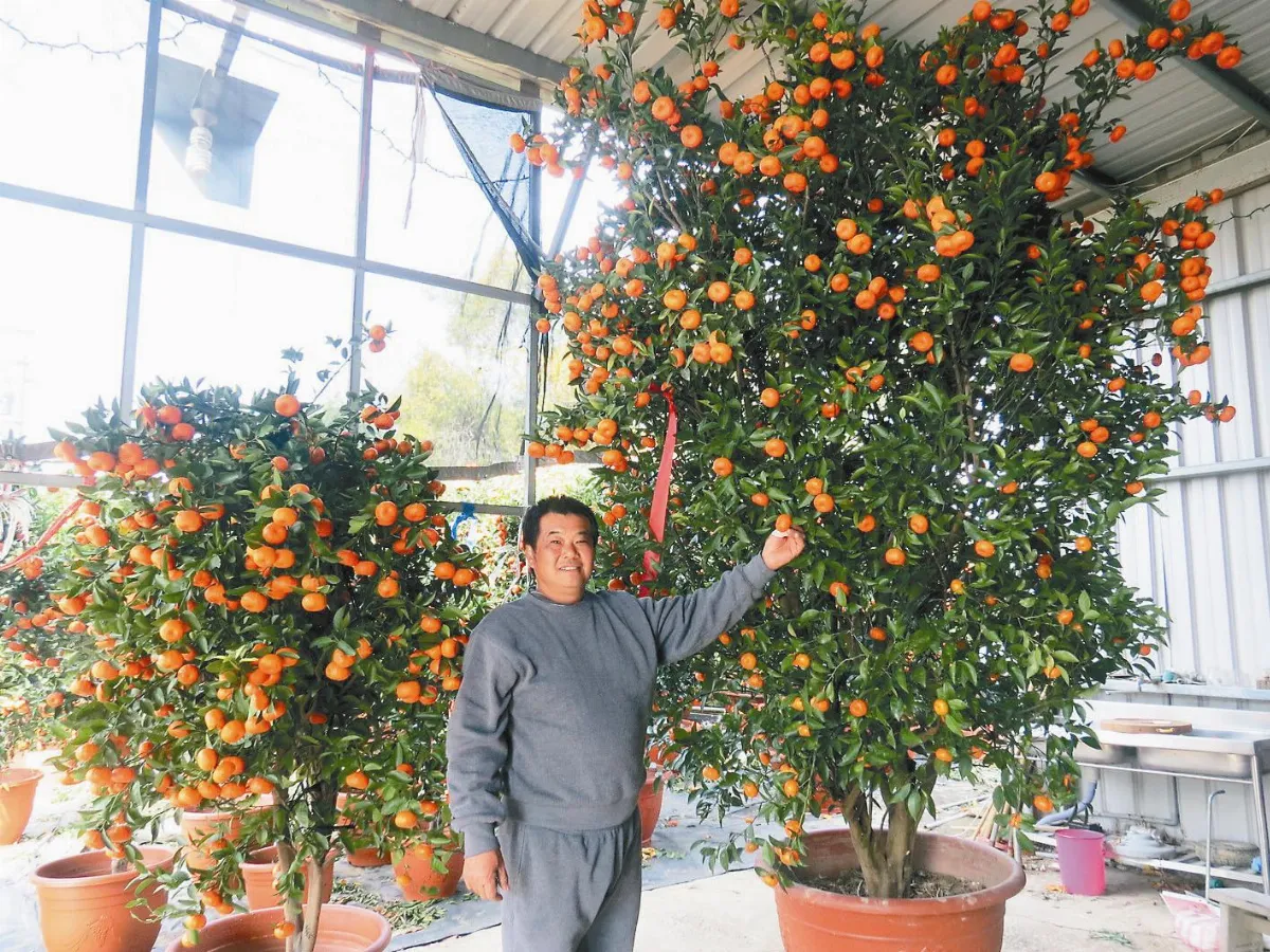 果樹盆栽 又高又壯
