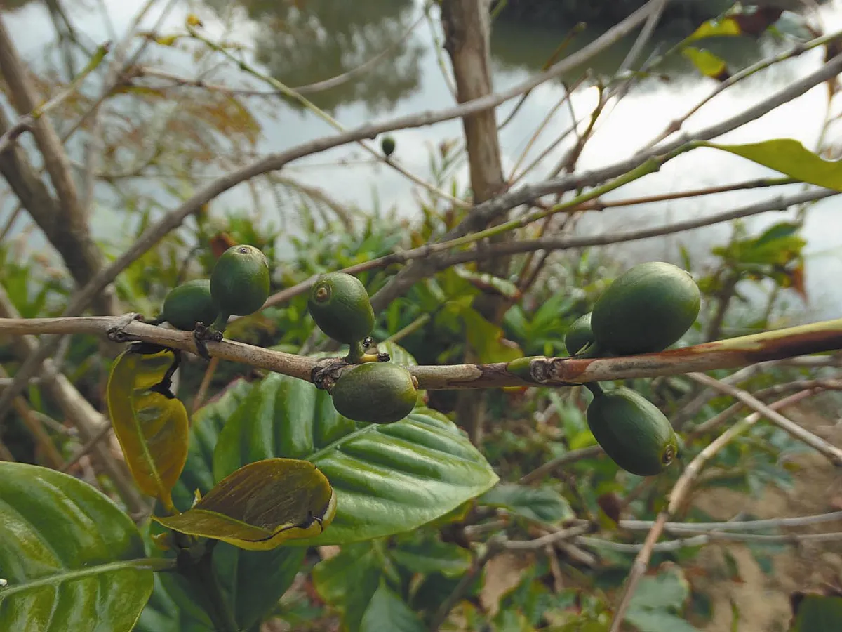 【人間植物禪】平地咖啡