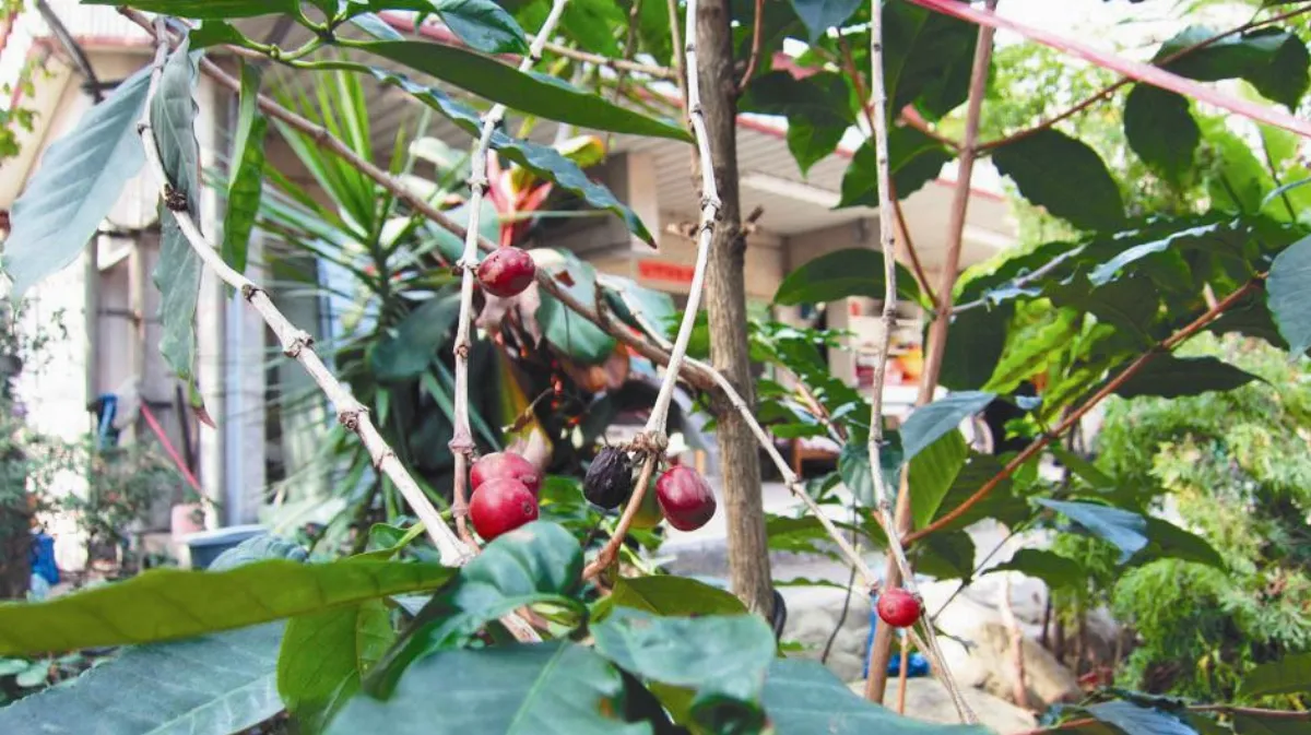 【人間植物禪】平地咖啡